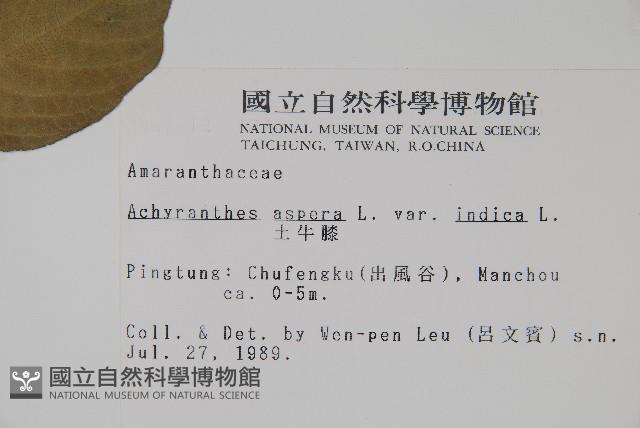 印度牛膝、土牛藤藏品圖，第2張