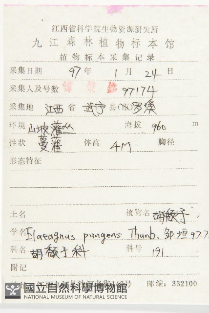 胡頹子藏品圖，第2張