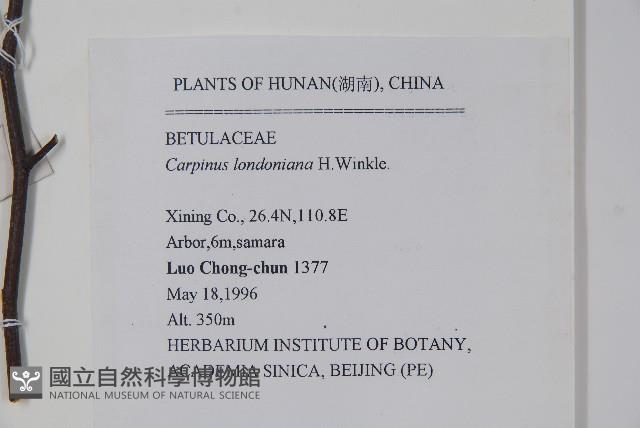 短尾鵝耳櫪藏品圖，第2張