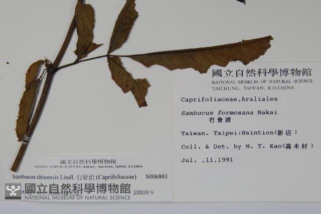 冇骨消藏品圖，第2張