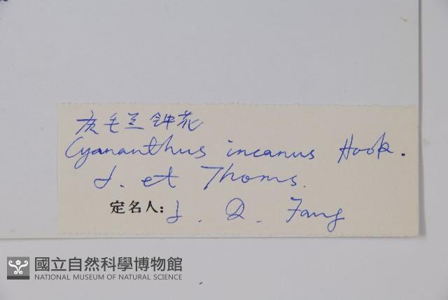 灰毛藍鐘花藏品圖，第2張