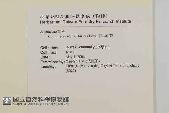 日本假蓬藏品圖，第2張