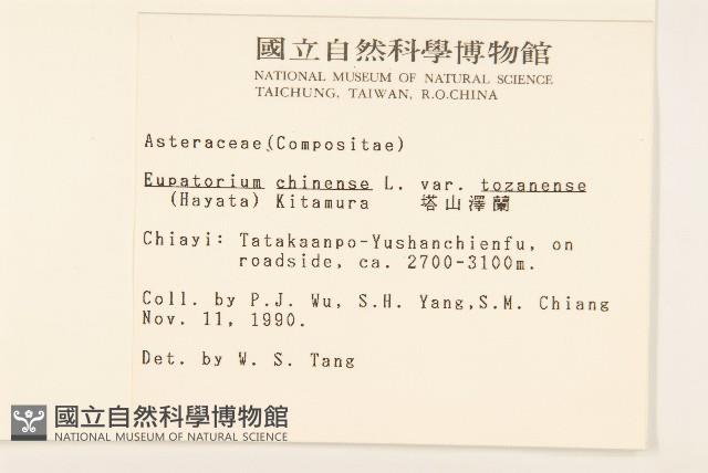 塔山澤蘭藏品圖，第2張