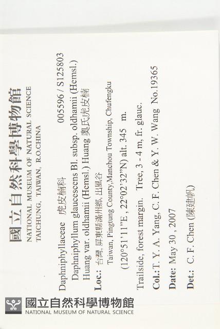 奧氏虎皮楠藏品圖，第2張