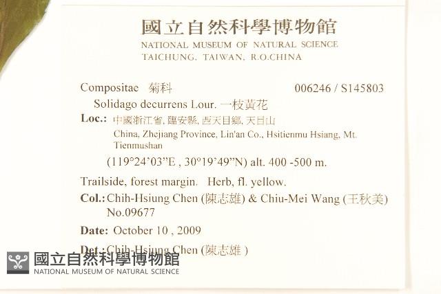 一枝黃花藏品圖，第2張