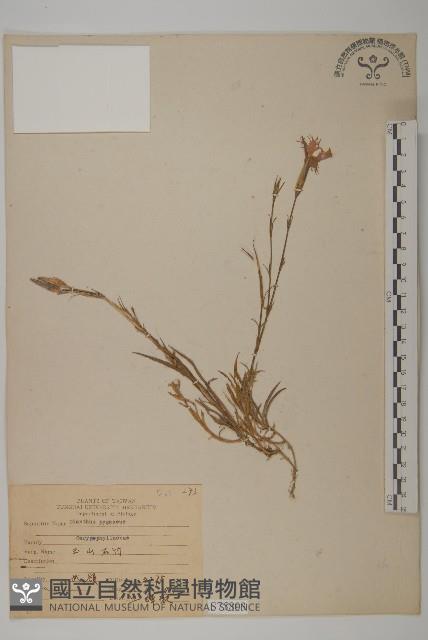 玉山石竹藏品圖，第1張