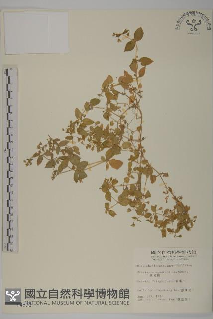 鵝兒腸藏品圖，第1張