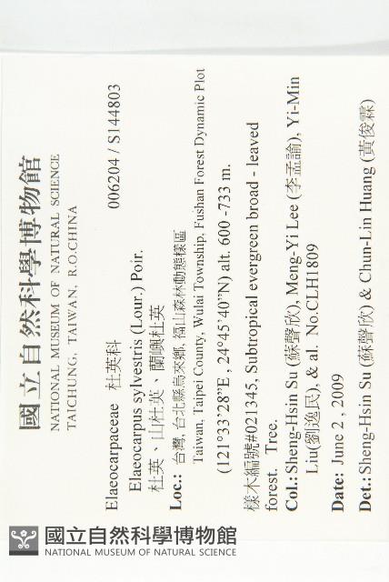 杜英、山杜英、蘭嶼杜英藏品圖，第2張