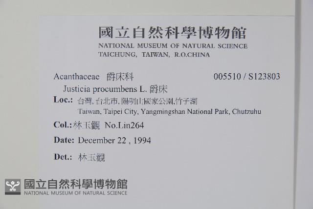 爵床藏品圖，第2張