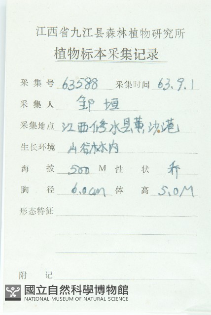 俄氏虎皮楠、蘭嶼虎皮楠、虎皮楠藏品圖，第2張