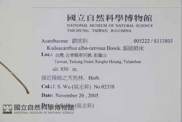 銀脈爵床藏品圖，第2張