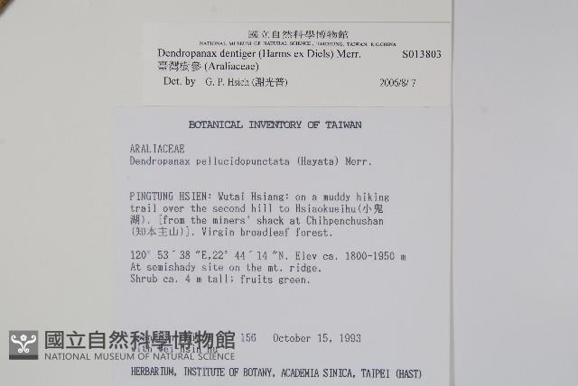 臺灣樹參藏品圖，第2張