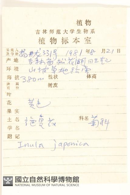 旋覆花藏品圖，第2張