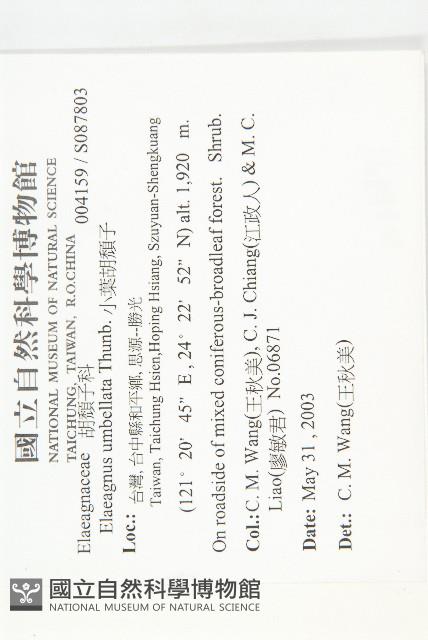 小葉胡頹子藏品圖，第2張