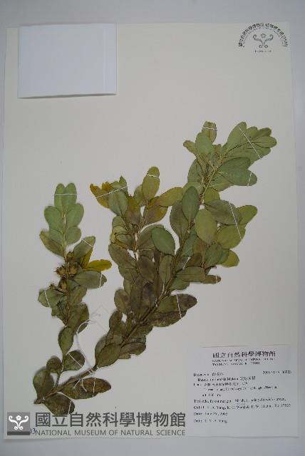 琉球黃楊藏品圖，第1張