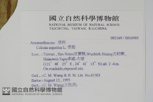 青葙藏品圖，第2張