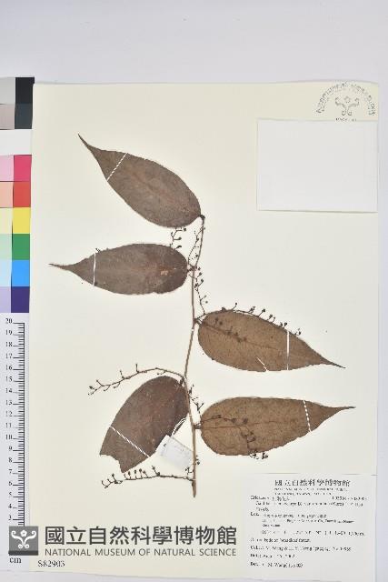 石月、橢圓葉石月藏品圖，第1張