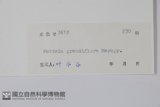 大花帘子藤藏品圖，第2張