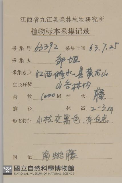 南蛇藤藏品圖，第2張