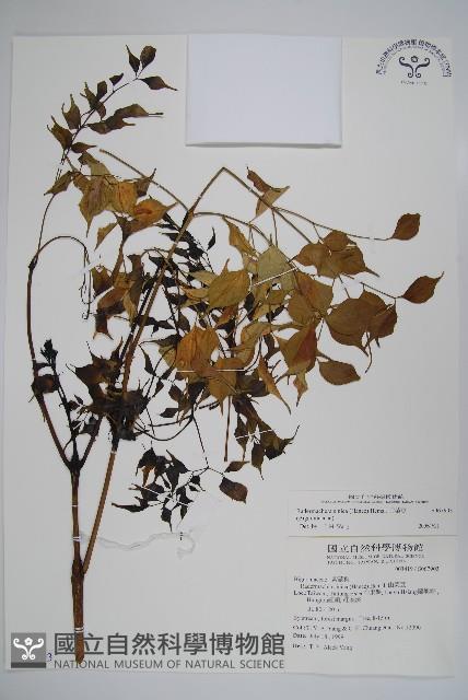 山菜豆藏品圖，第1張