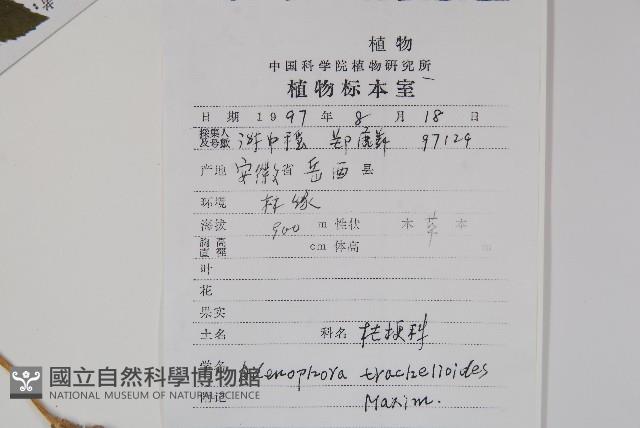 薺苨藏品圖，第2張