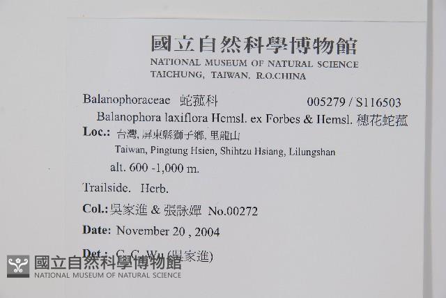 穗花蛇菰藏品圖，第2張