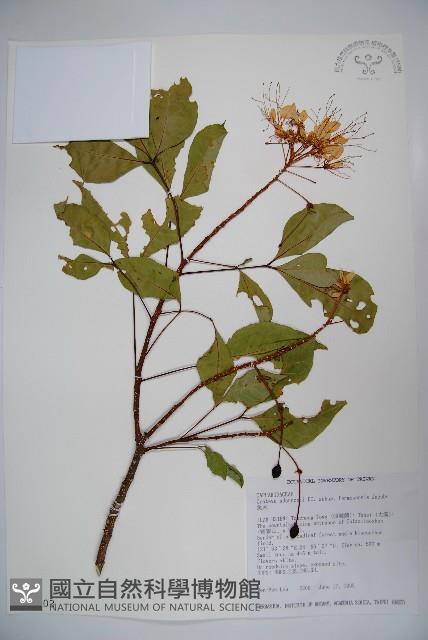 魚木藏品圖，第1張