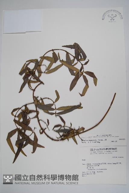 山橙藏品圖，第1張