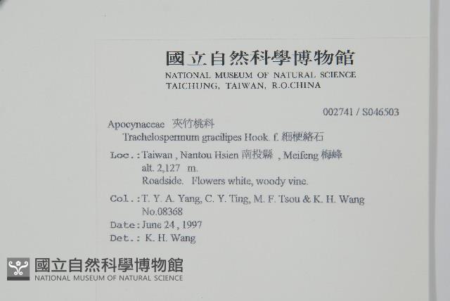 細梗絡石藏品圖，第2張