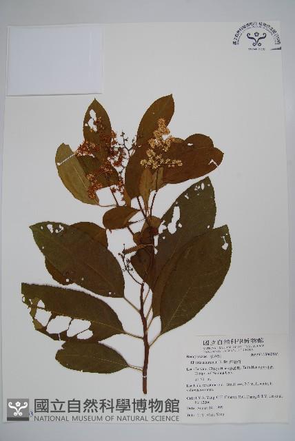 厚殼樹藏品圖，第1張