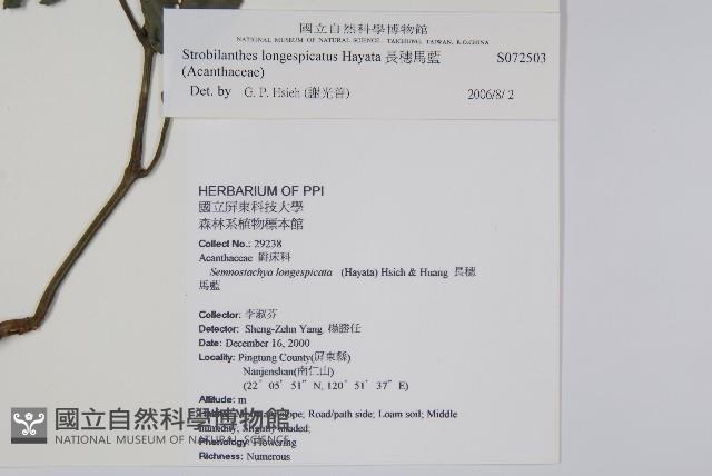 長穗馬藍藏品圖，第2張