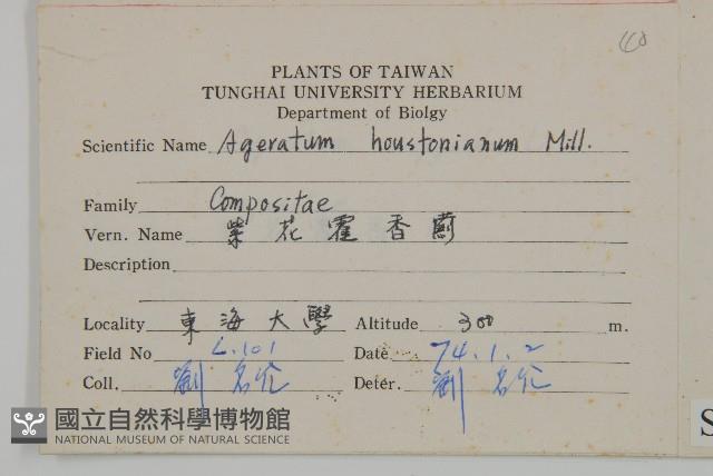 紫花霍香薊藏品圖，第2張