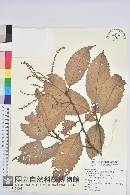 印度苦櫧藏品圖，第1張