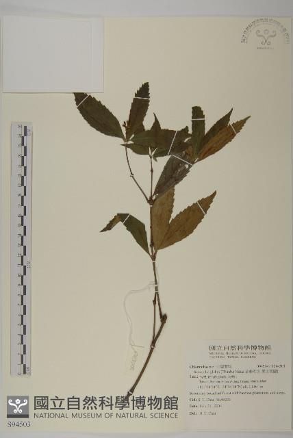 草珊瑚、紅果金粟蘭藏品圖，第1張
