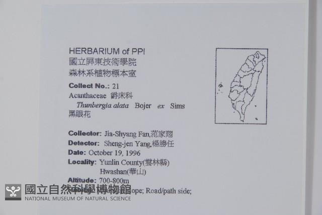 黑眼花藏品圖，第2張