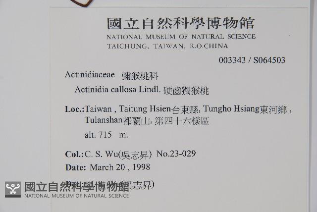 硬齒獼猴桃藏品圖，第2張