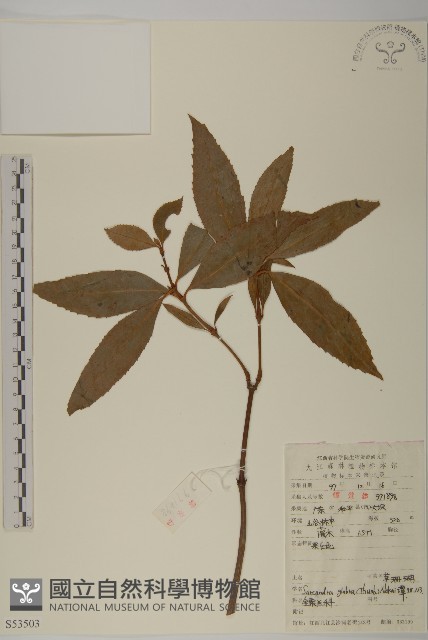 草珊瑚、紅果金粟蘭藏品圖，第1張