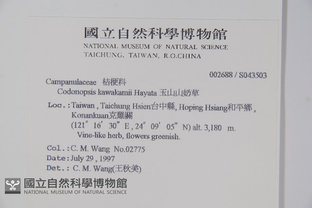 玉山山奶草藏品圖，第2張
