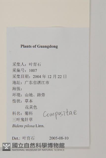 白花鬼針藏品圖，第2張