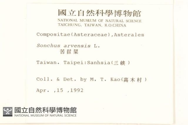 苦苣菜藏品圖，第2張