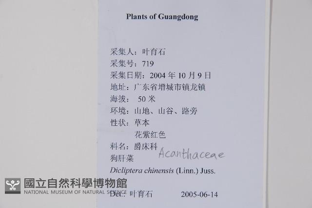 華九頭獅子草藏品圖，第2張