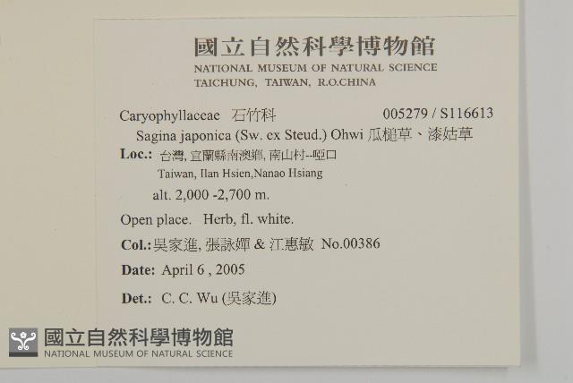 瓜槌草、漆姑草藏品圖，第5張