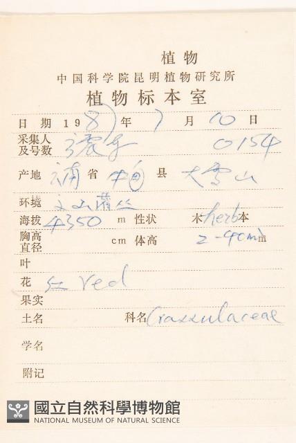 金沙絹毛菊藏品圖，第2張