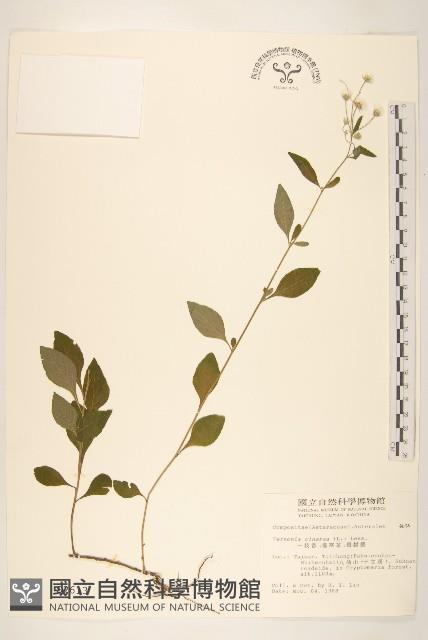 一枝香藏品圖，第1張