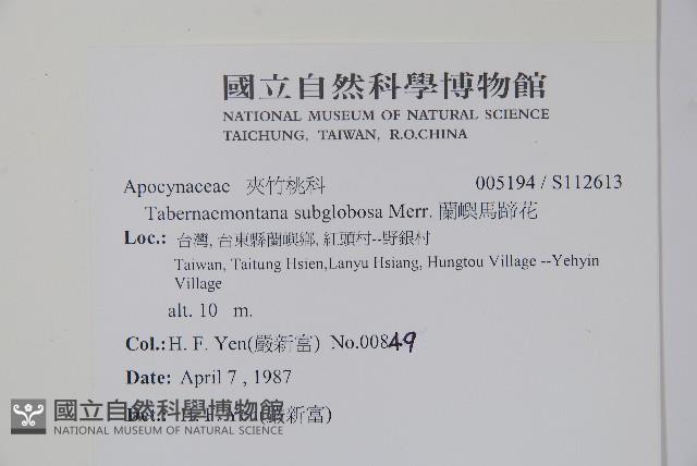 蘭嶼馬蹄花藏品圖，第2張