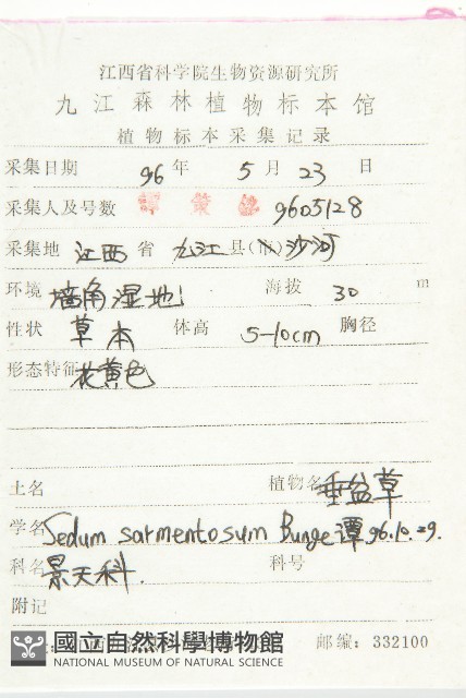 垂盆草藏品圖，第2張
