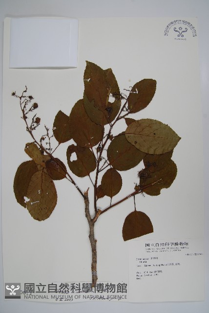 厚殼樹藏品圖，第1張