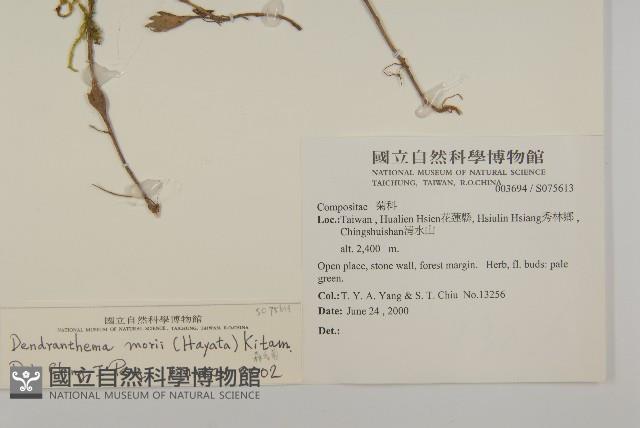 森氏菊藏品圖，第2張