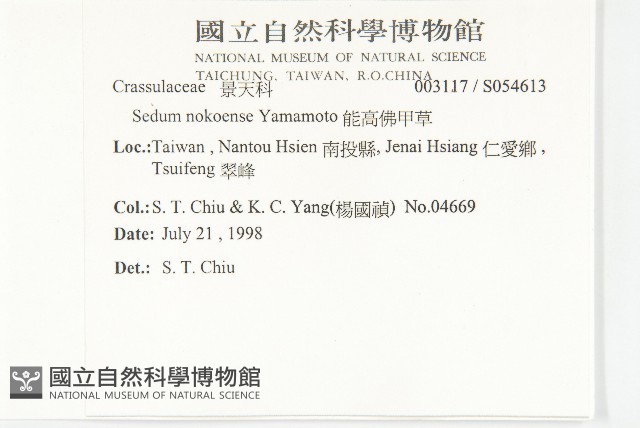 能高佛甲草藏品圖，第2張