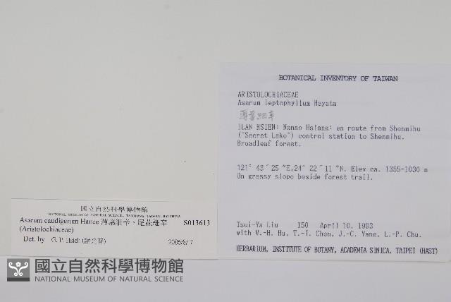 薄葉細辛、尾花細辛藏品圖，第2張